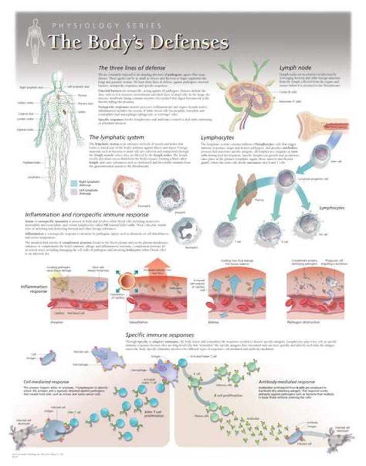 What are the body's three defenses?