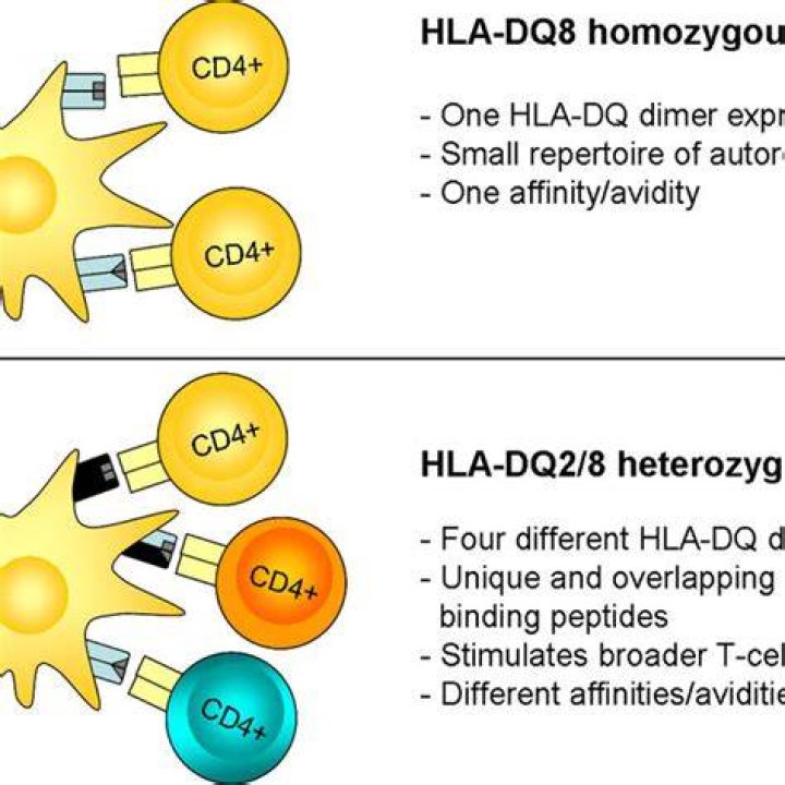 What is HLA DR DQ?