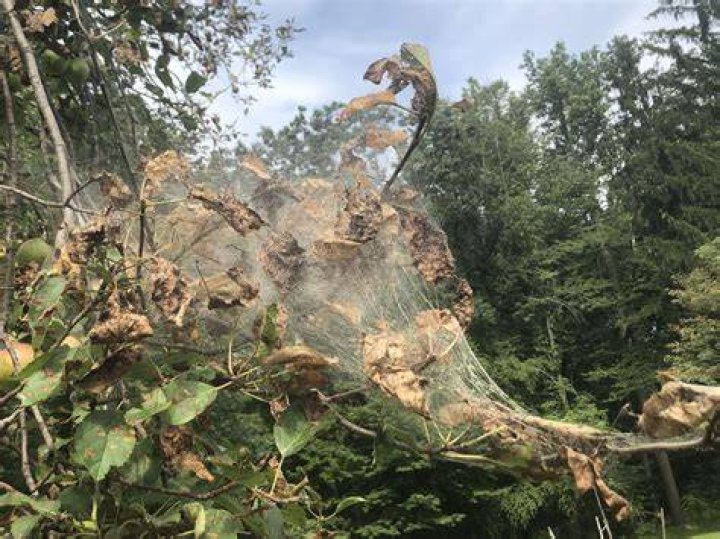 What is the Web on trees?